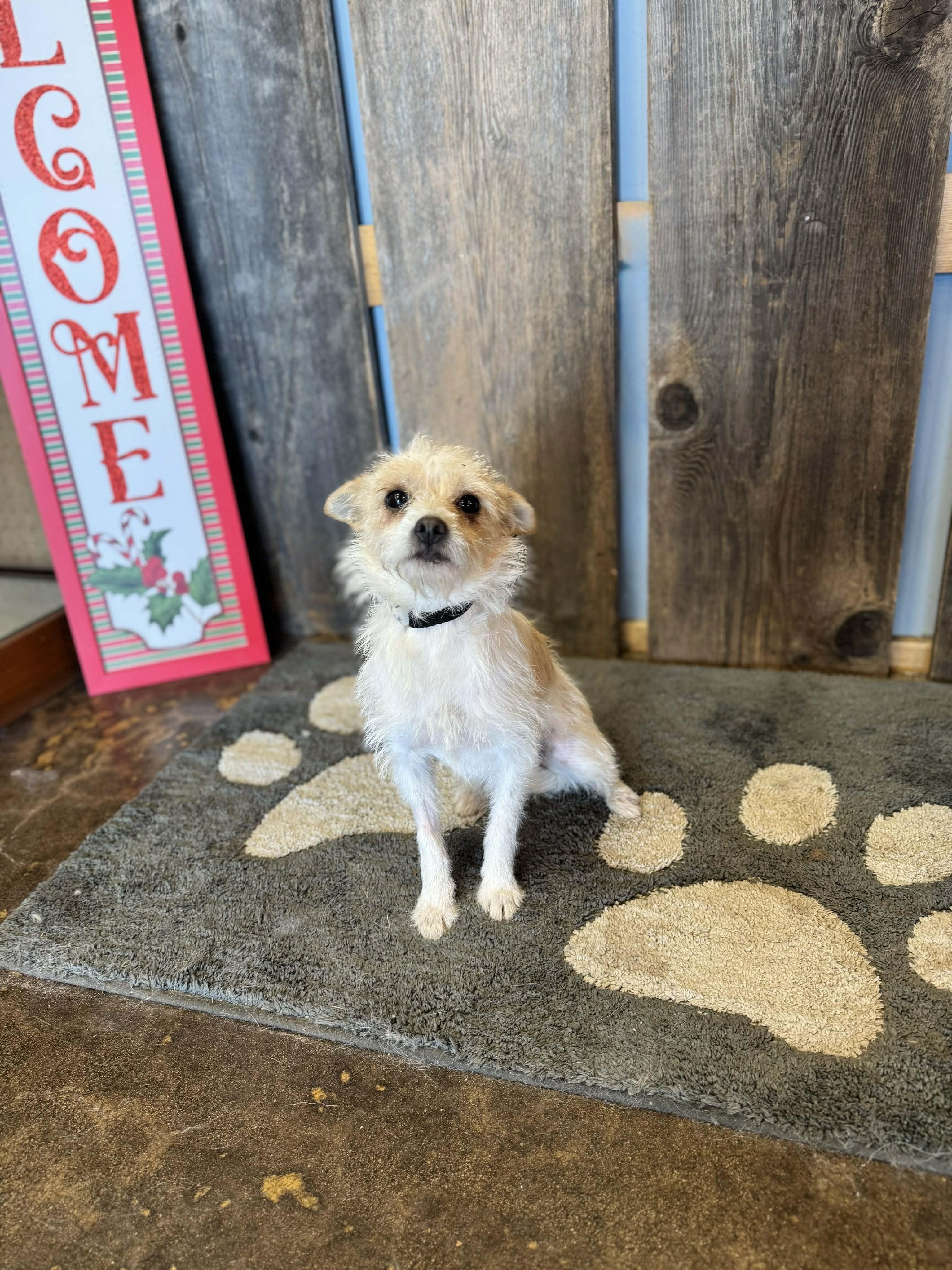 LAINEY #2 $425, a ADOPTABLE mixed breed in Milwaukee, WI image 3/3