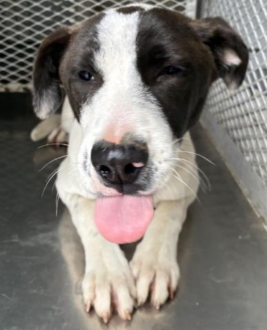 Milo, adoptable, Young Male Pit Bull Terrier.