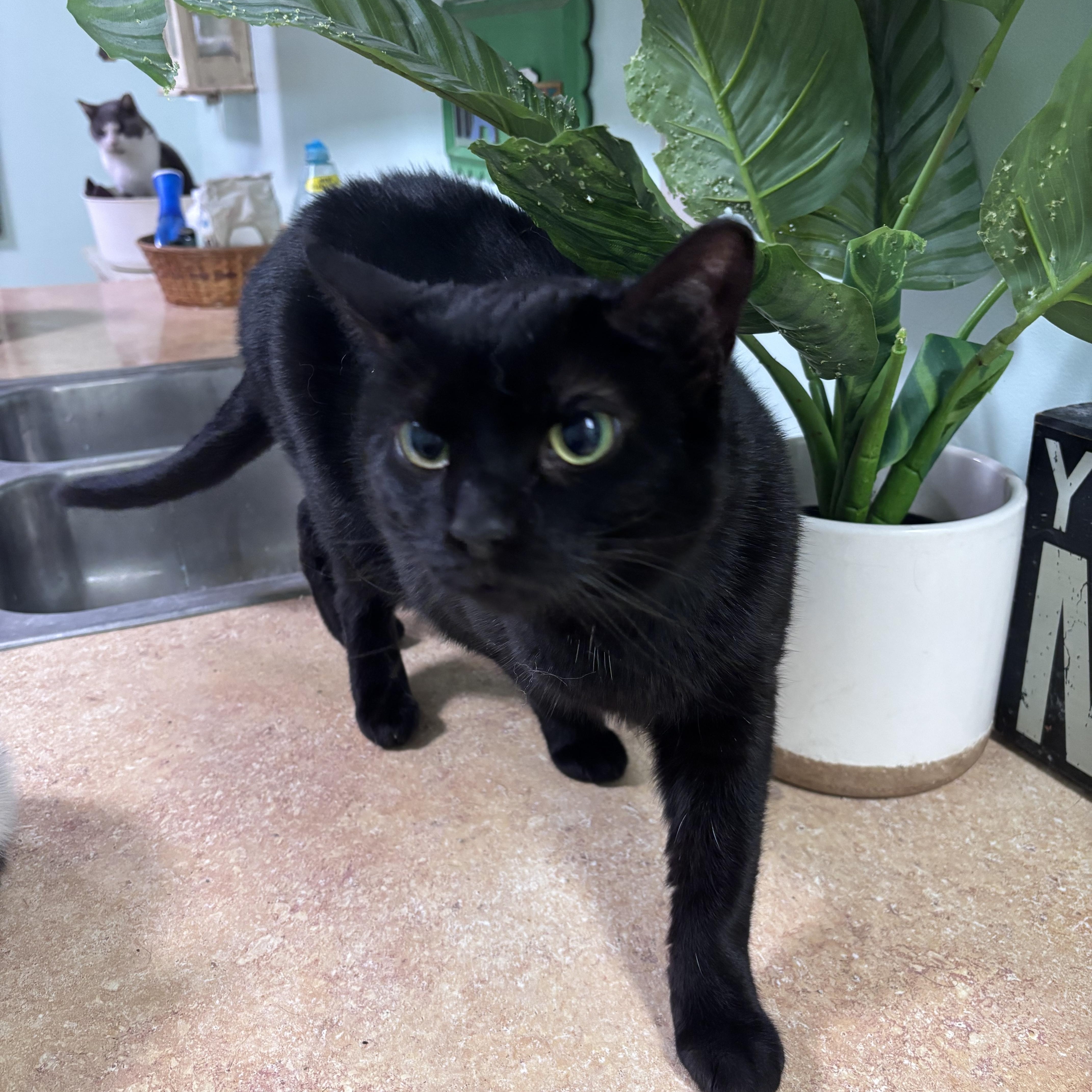 Raven, ADOPTABLE, Adult Female Domestic Short Hair.