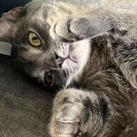 Matilda, Adoptable, Adult Female Domestic Short Hair.