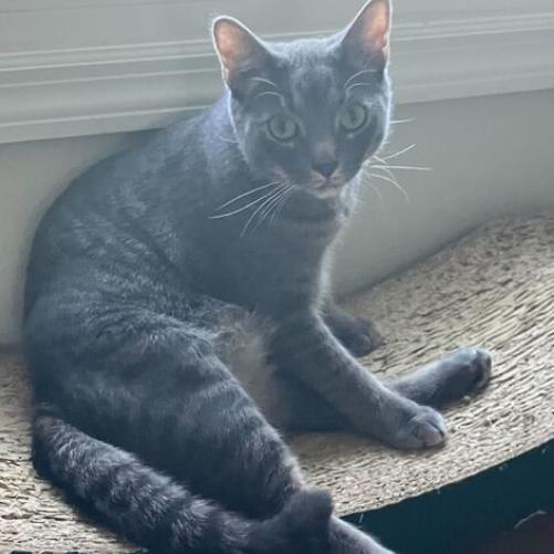 Matilda, a Adoptable Domestic Short Hair in Waxhaw, NC image 2/6