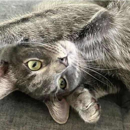 Matilda, a Adoptable Domestic Short Hair in Waxhaw, NC image 3/6