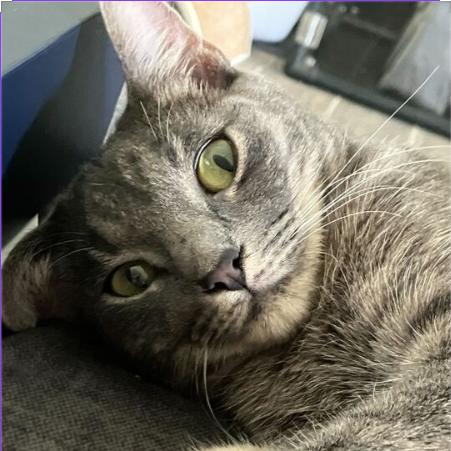 Matilda, a Adoptable Domestic Short Hair in Waxhaw, NC image 4/6