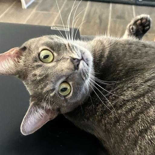 Matilda, a Adoptable Domestic Short Hair in Waxhaw, NC image 5/6