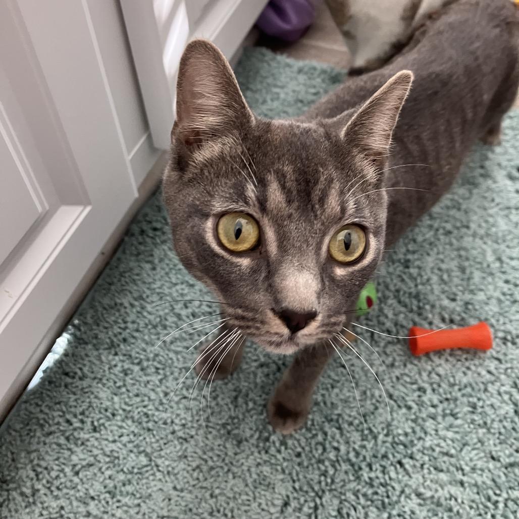 Matilda, Adoptable, Young Female Domestic Short Hair.