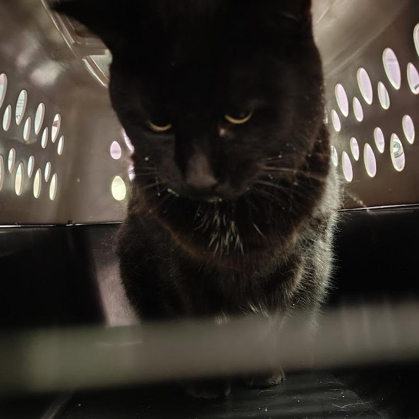 Enlarge Star, a Adoptable Domestic Short Hair in Cedar Rapids, IA image 1/1