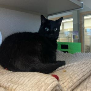 Star, Adoptable, Senior Female Domestic Short Hair.