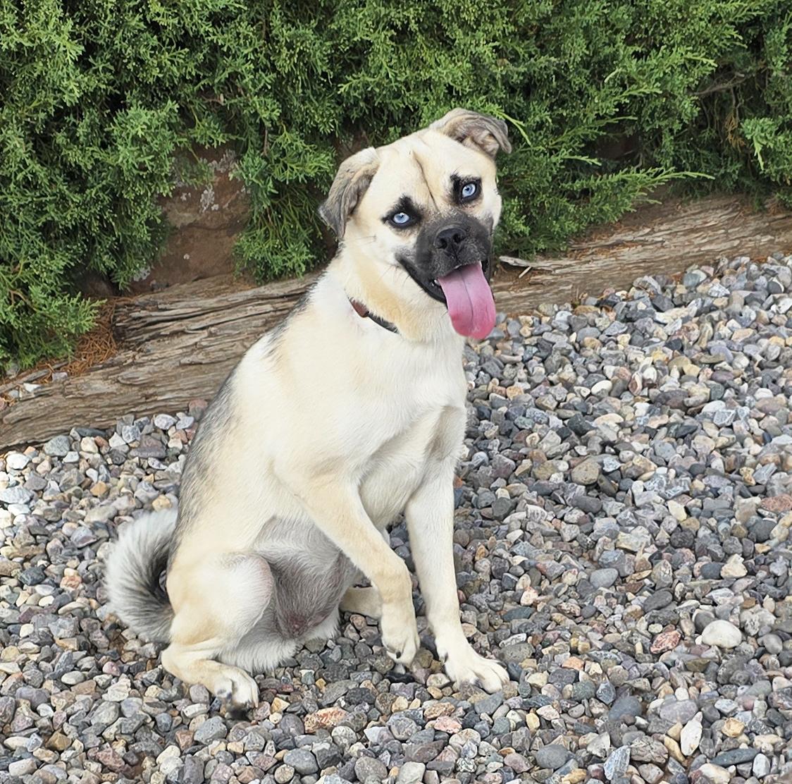 Enlarge Brilliant Lil Ms Beezer - PERFECT Adventure Companion, a Adoptable mixed breed in Albuquerque, NM image 1/1