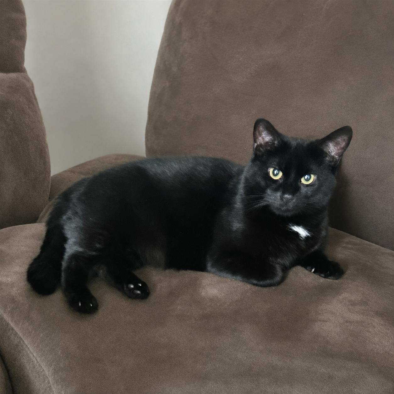 Benson, ADOPTABLE, Adult Male Domestic Short Hair.