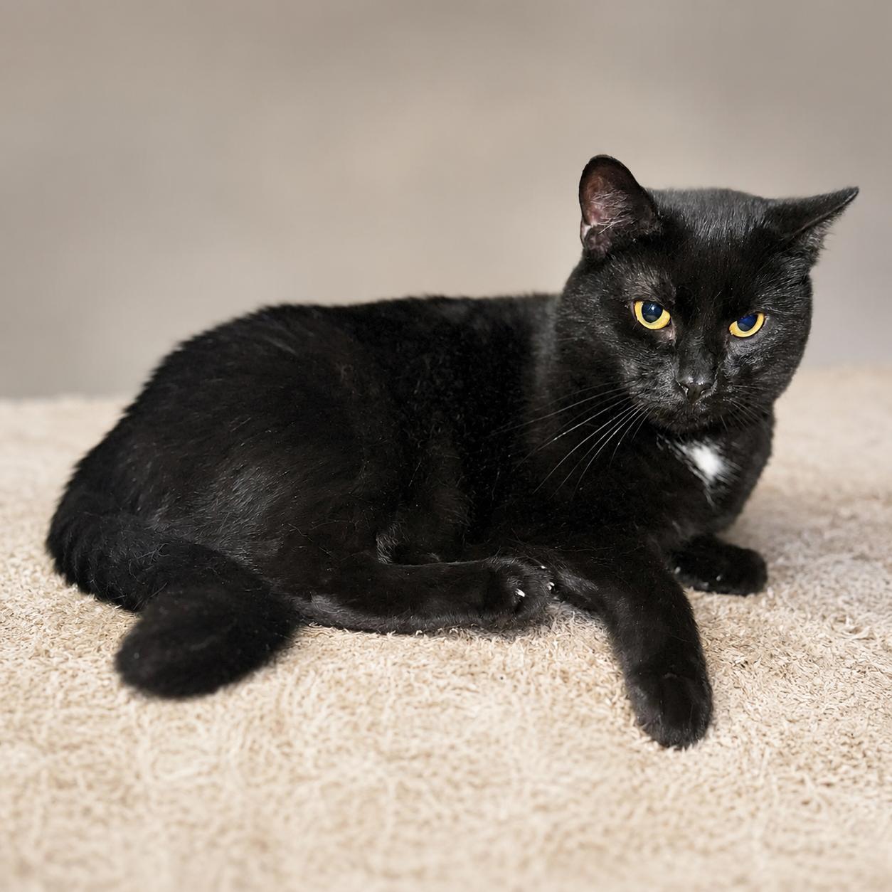Benson, a ADOPTABLE Domestic Short Hair in Hillsborough, NJ image 5/5