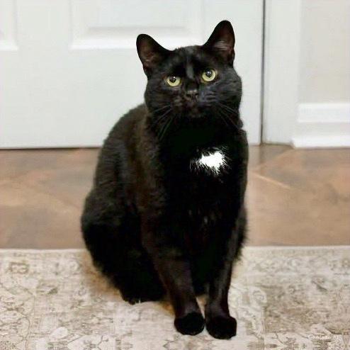 Benson, a ADOPTABLE Domestic Short Hair in Hillsborough, NJ image 3/5