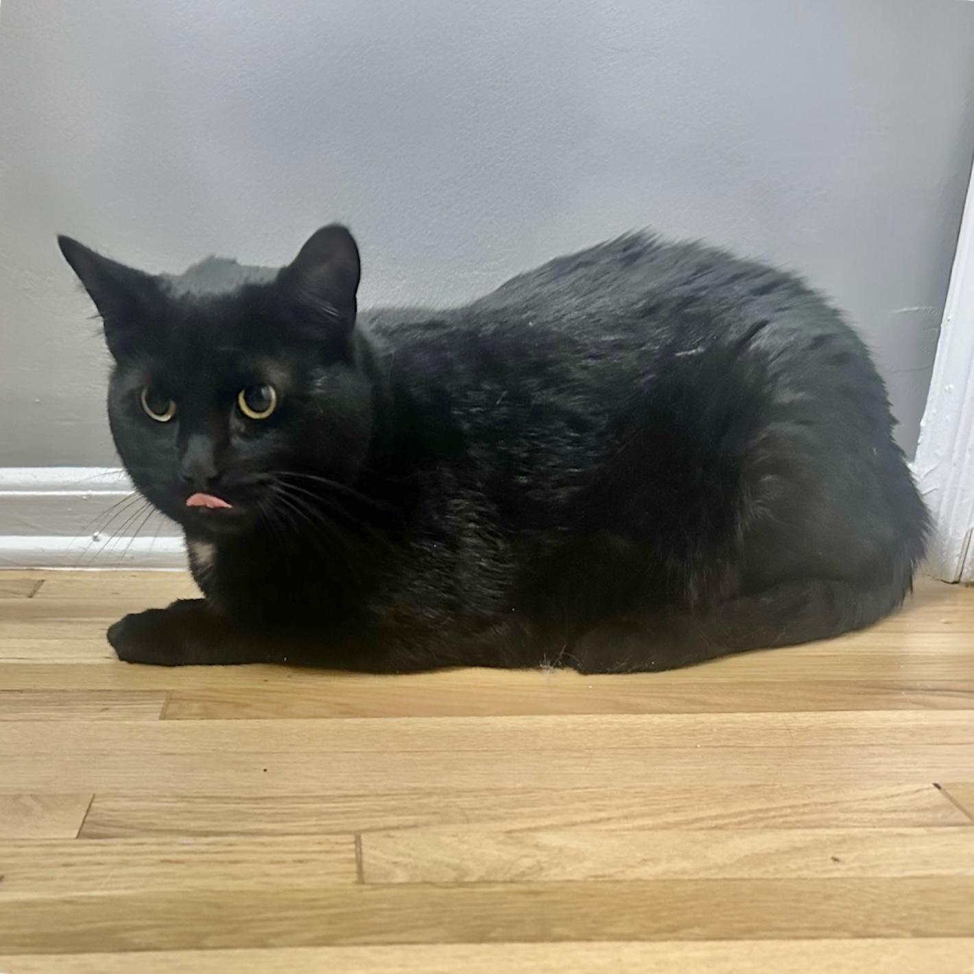 Benson, a ADOPTABLE Domestic Short Hair in Hillsborough, NJ image 4/5