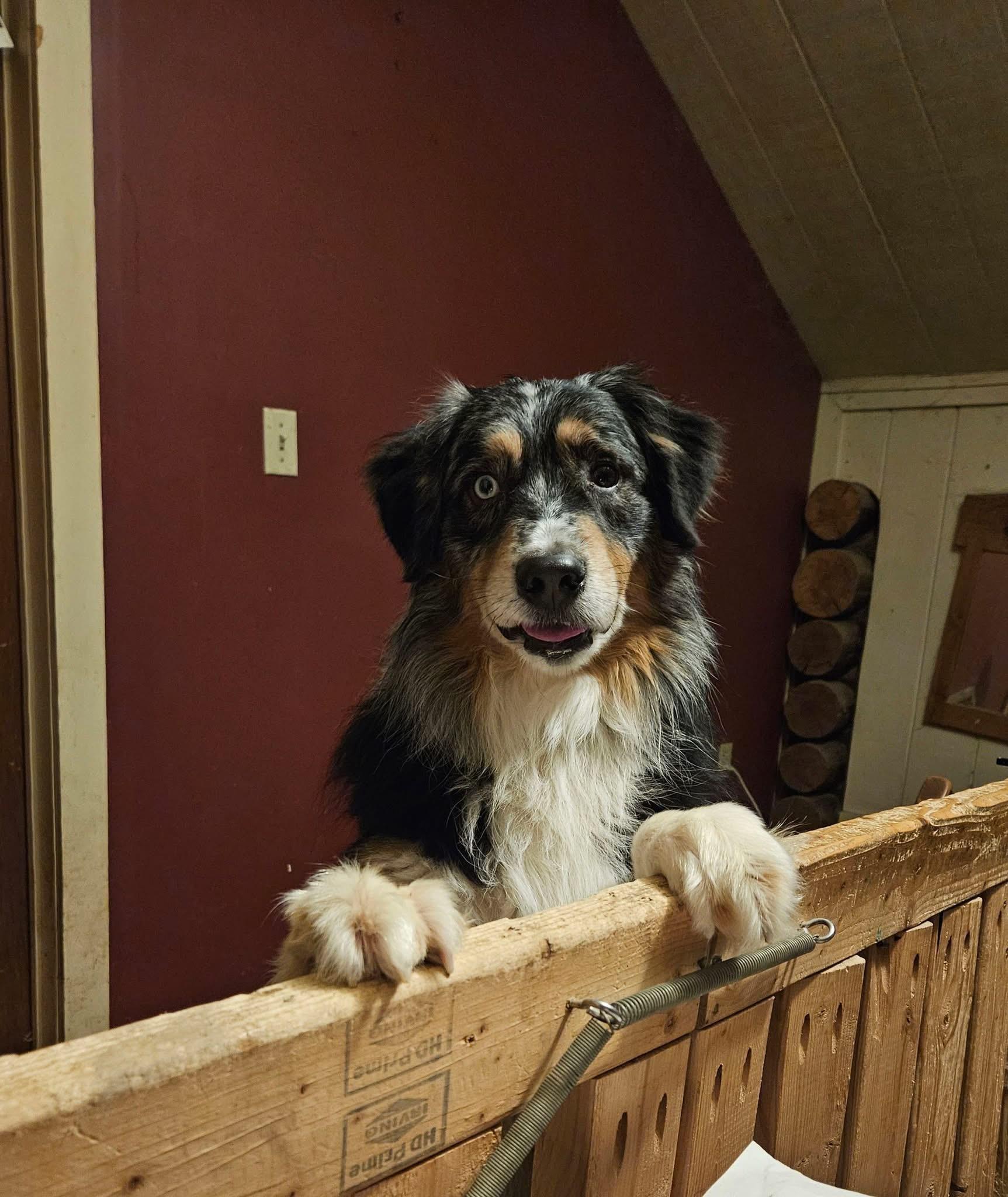 Ryder, Adoptable, Adult Male Australian Shepherd.