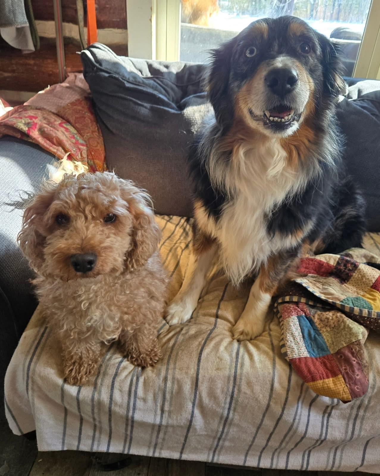 Enlarge Ryder, a Adoptable Australian Shepherd in Friendship, NY image 4/5