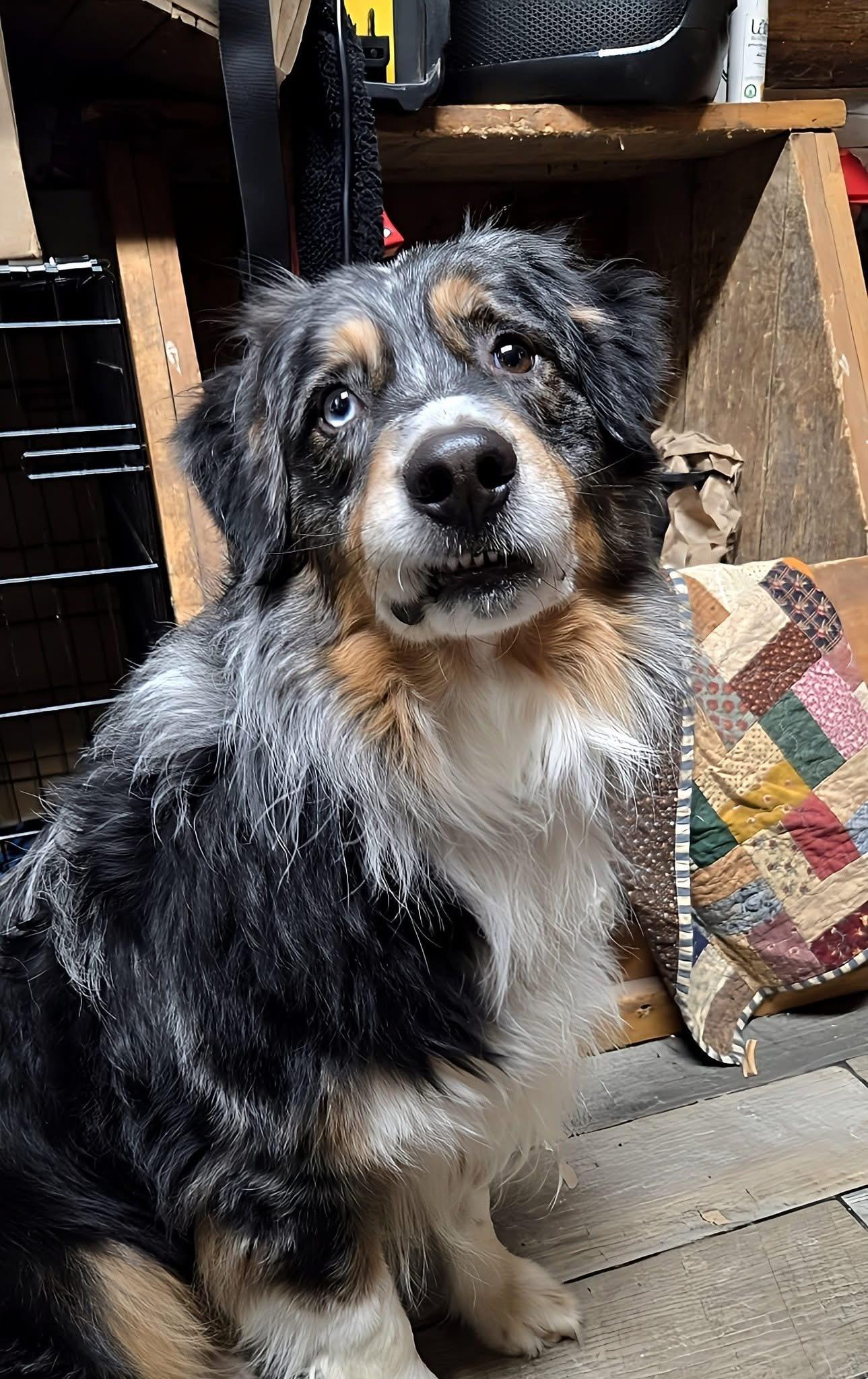 Enlarge Ryder, a Adoptable Australian Shepherd in Friendship, NY image 2/5
