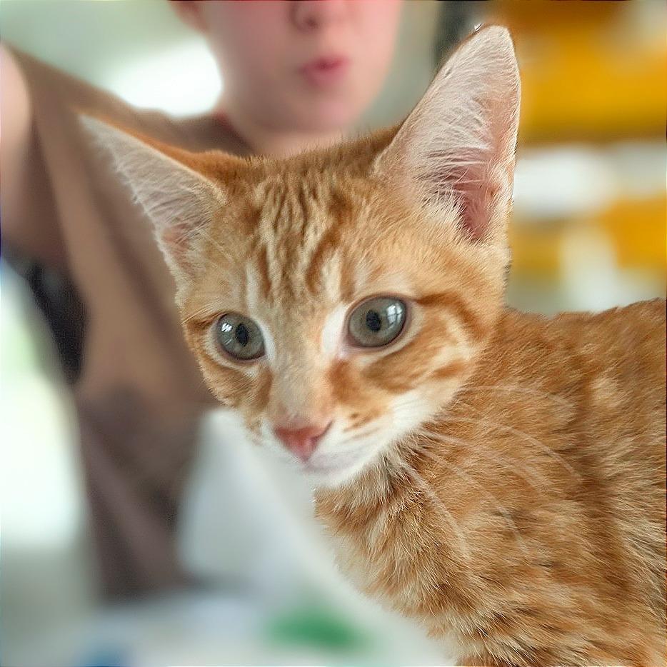 Mufasa, Adoptable, Young Male Domestic Short Hair.