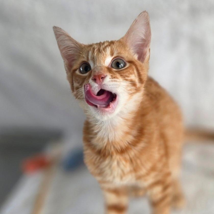 Enlarge Mufasa, a Adoptable Domestic Short Hair in Chapel Hill, NC image 2/3