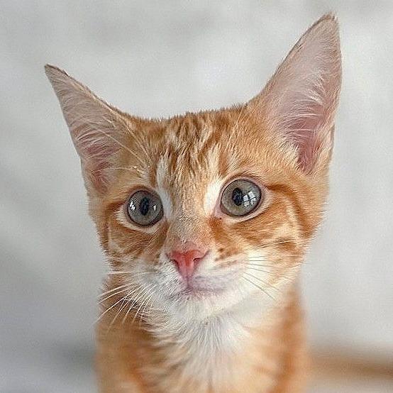 Enlarge Mufasa, a Adoptable Domestic Short Hair in Chapel Hill, NC image 3/3
