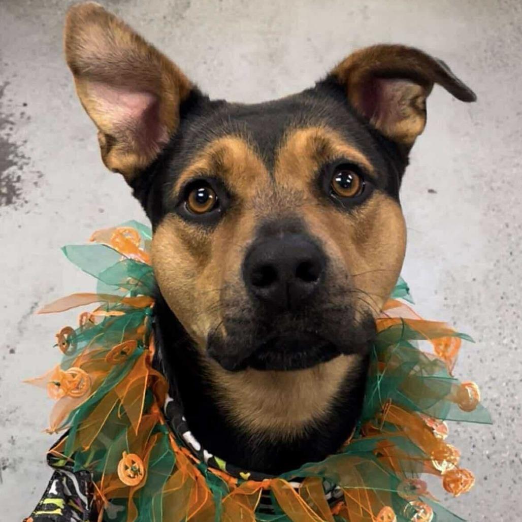 Hazel, Adoptable, Adult Female Rottweiler & Mixed Breed.