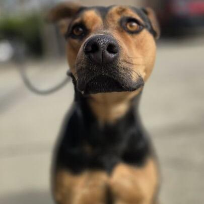 Enlarge Hazel, a Adoptable mixed breed in Turlock, CA image 2/6