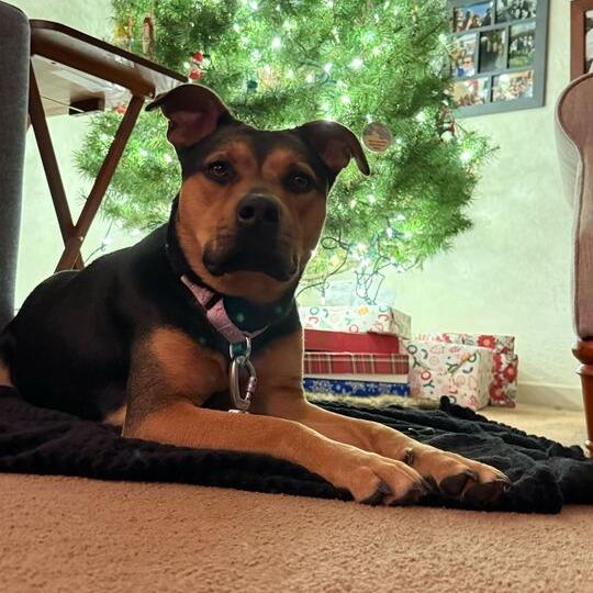 Enlarge Hazel, a Adoptable mixed breed in Turlock, CA image 3/6