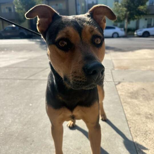 Enlarge Hazel, a Adoptable mixed breed in Turlock, CA image 6/6
