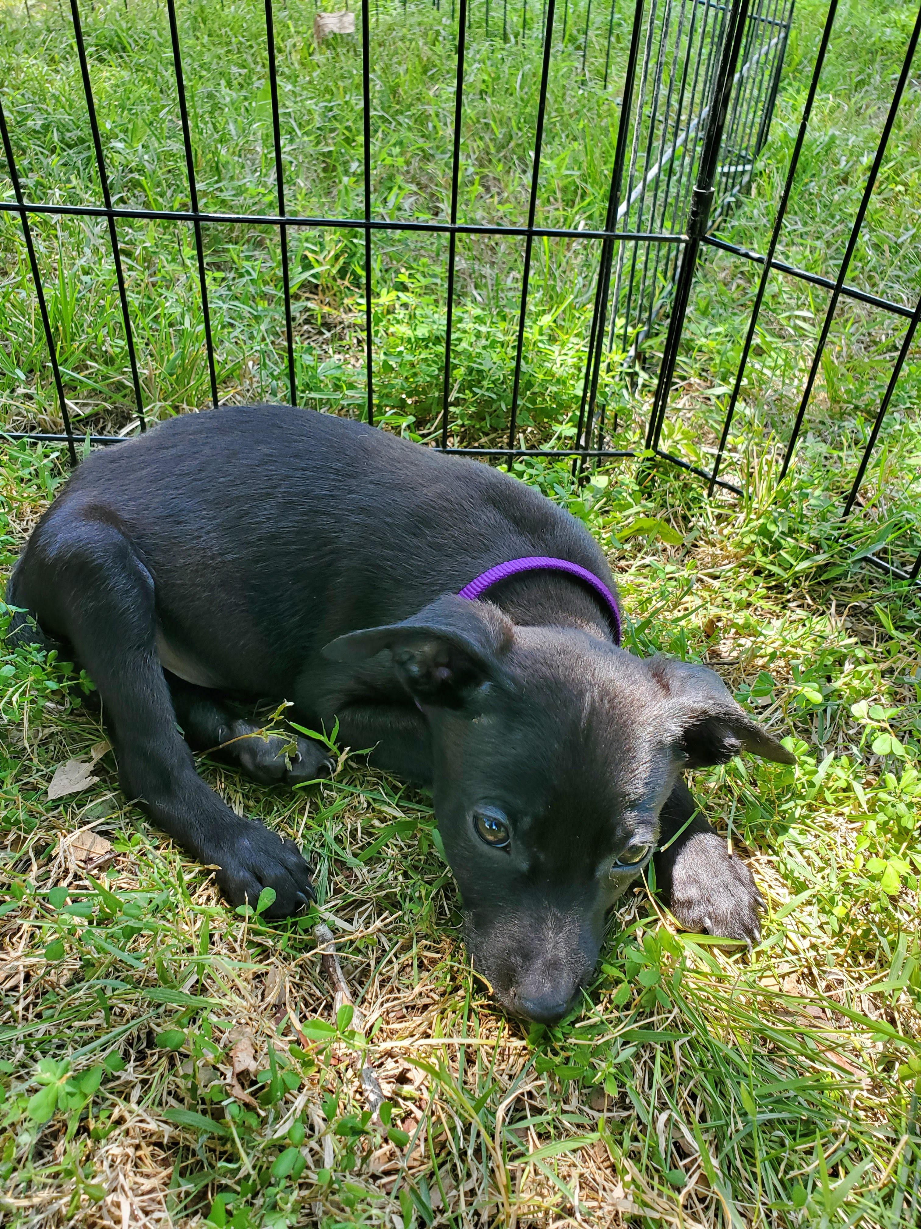 Enlarge Puppies, a Adopted mixed breed in Fayette, MO image 2/6