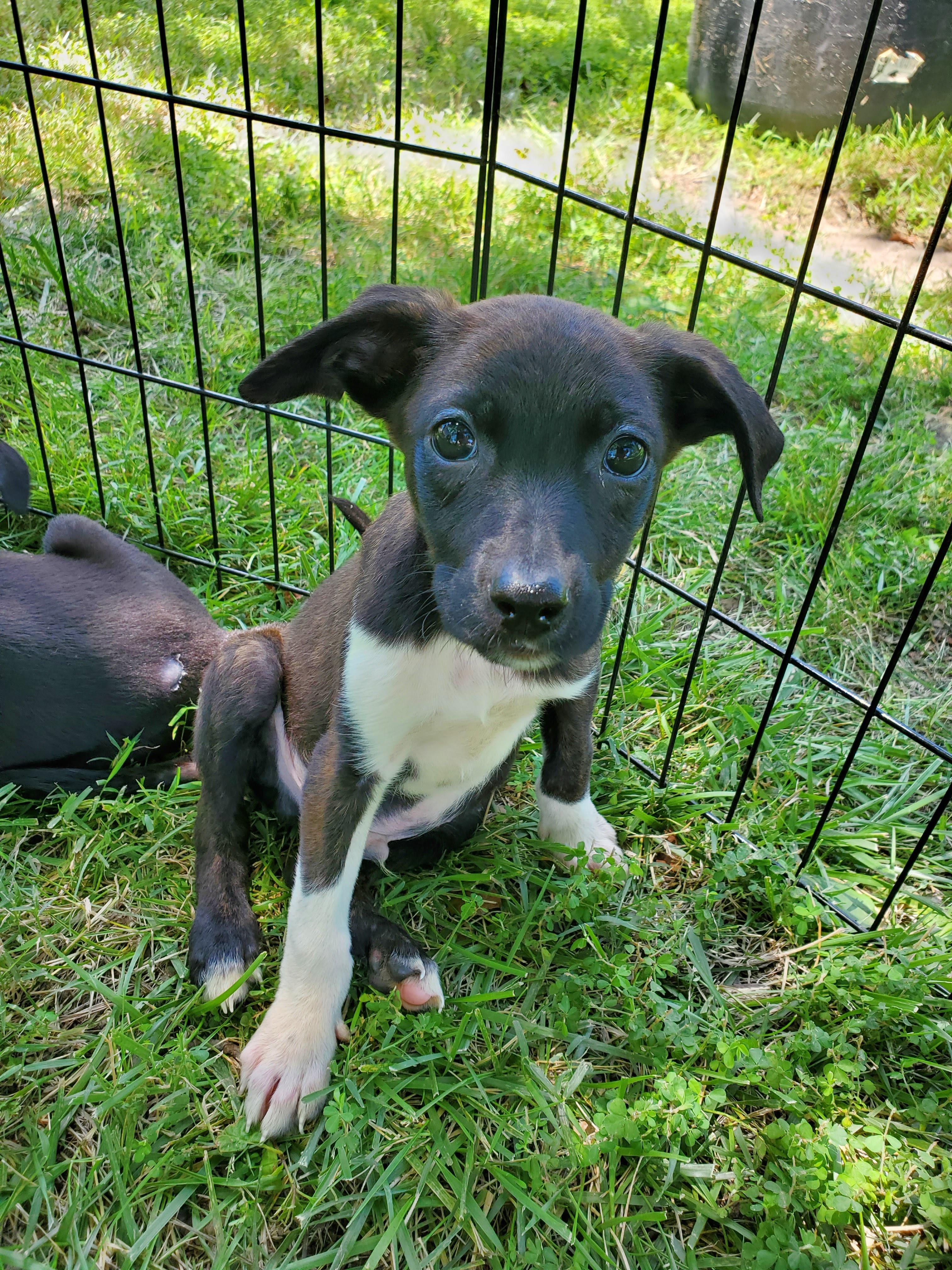Enlarge Puppies, a Adopted mixed breed in Fayette, MO image 1/6