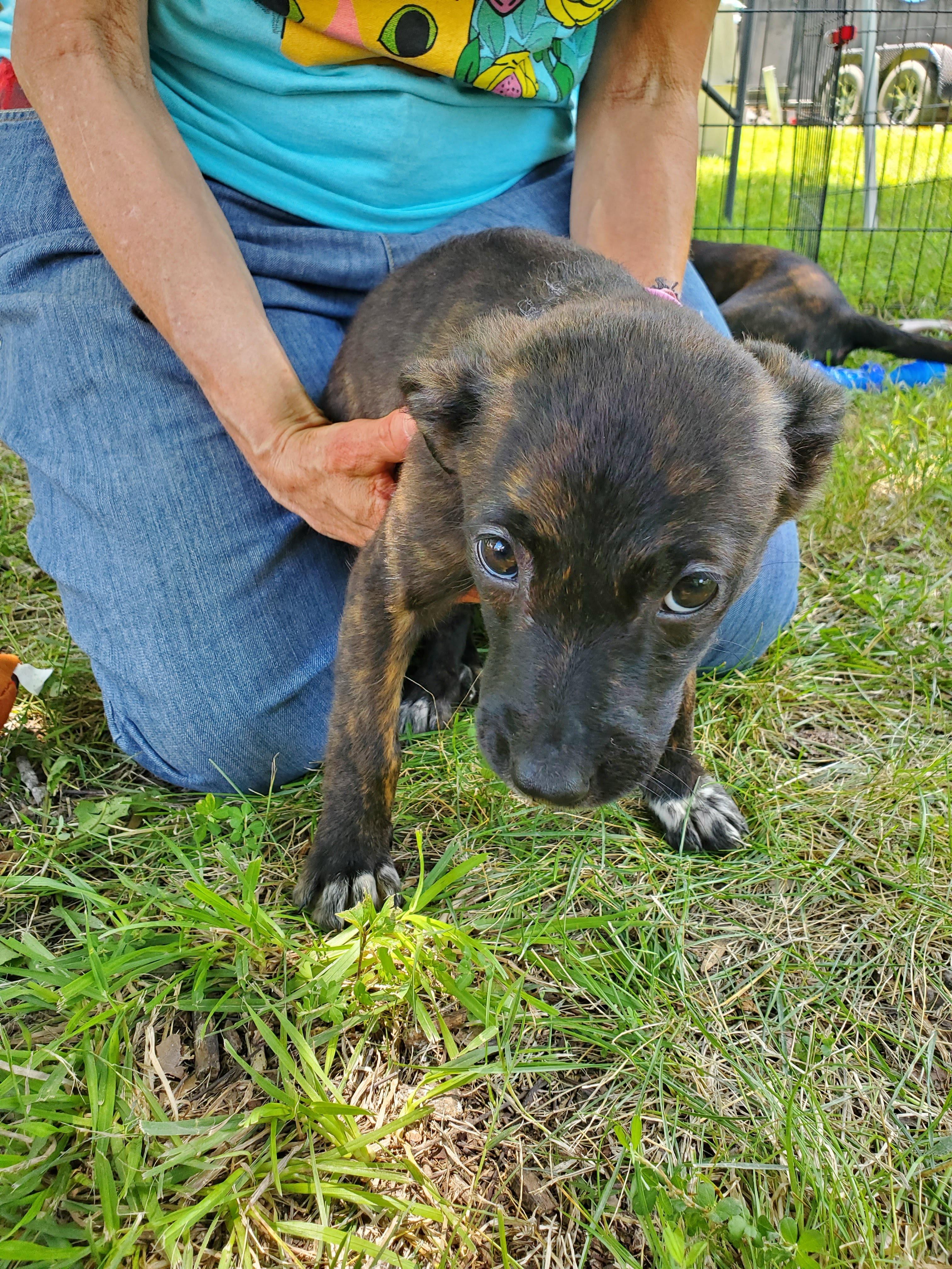 Enlarge Puppies, a Adopted mixed breed in Fayette, MO image 3/6