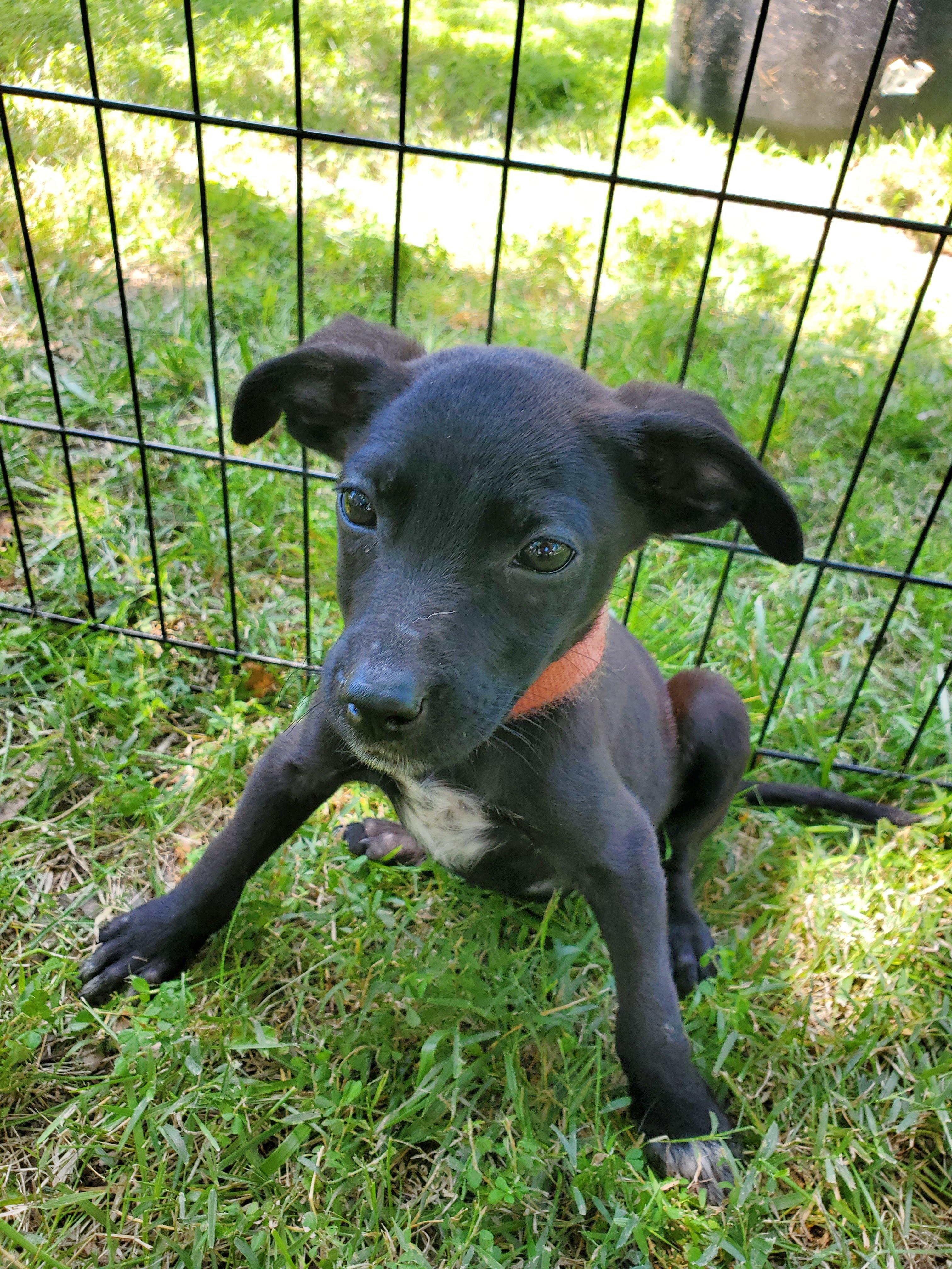 Enlarge Puppies, a Adopted mixed breed in Fayette, MO image 4/6