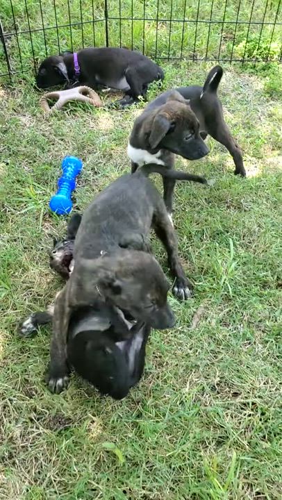 Enlarge Puppies, a Adopted mixed breed in Fayette, MO video 5/6
