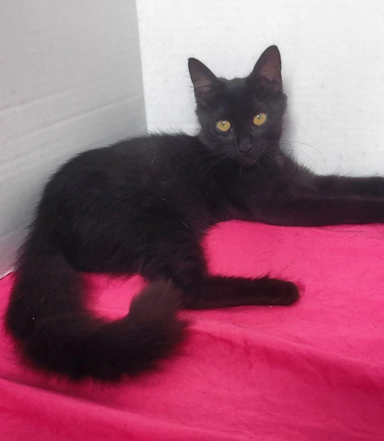 Juliana, a Adoptable American Shorthair in Somerville, MA image 4/5