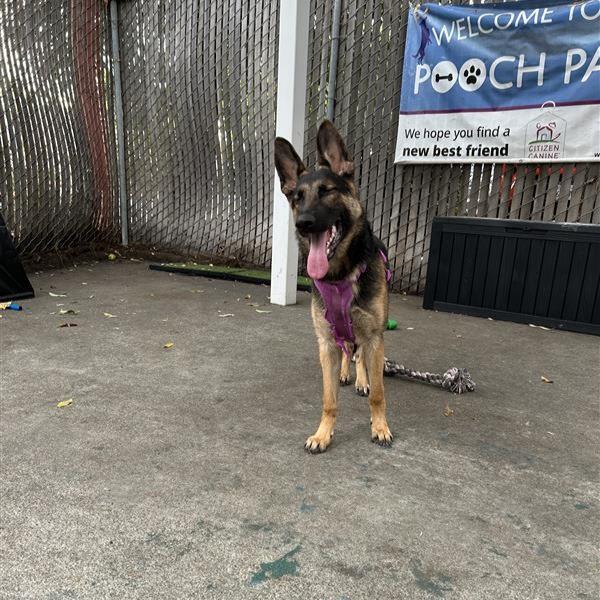 Enlarge TAPIOCA, a Adoptable German Shepherd Dog in Alameda, CA image 1/1