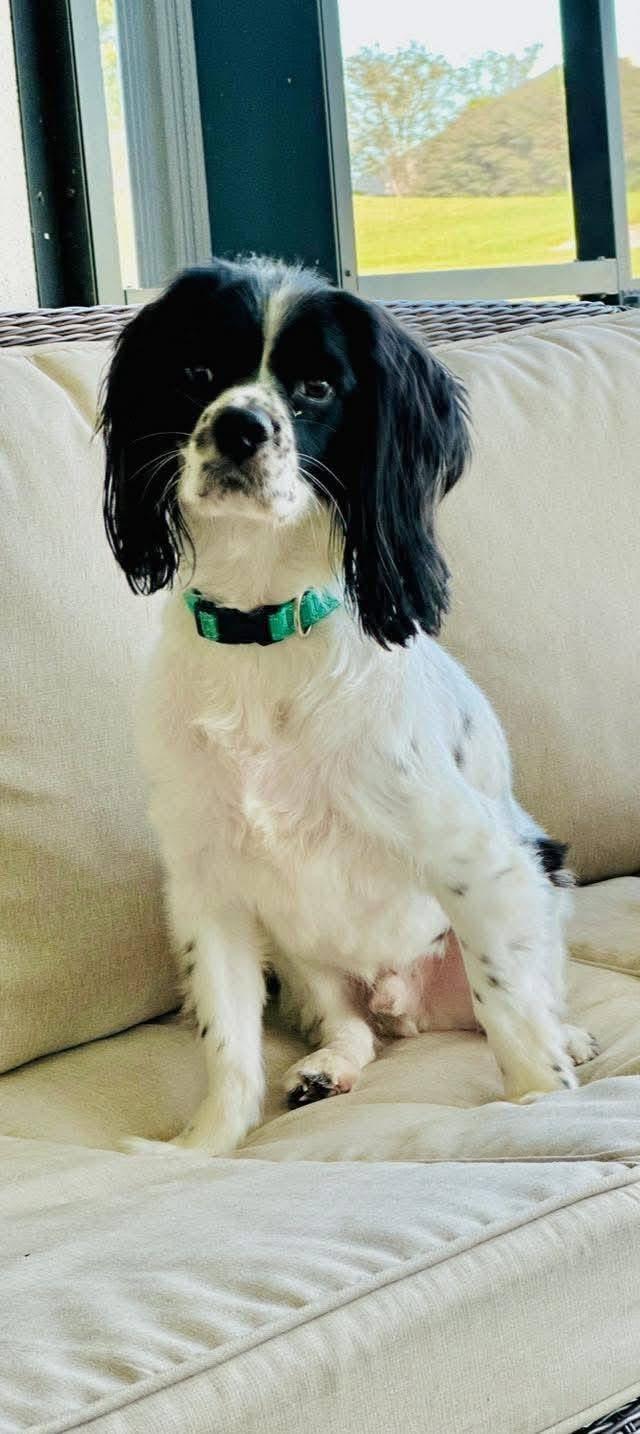 Oscar