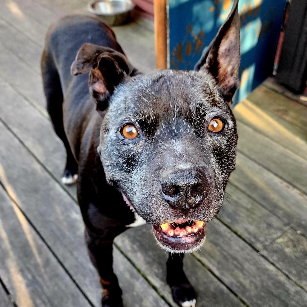 Enlarge Gus, a Adoptable Mixed Breed in San Francisco, CA image 2/6