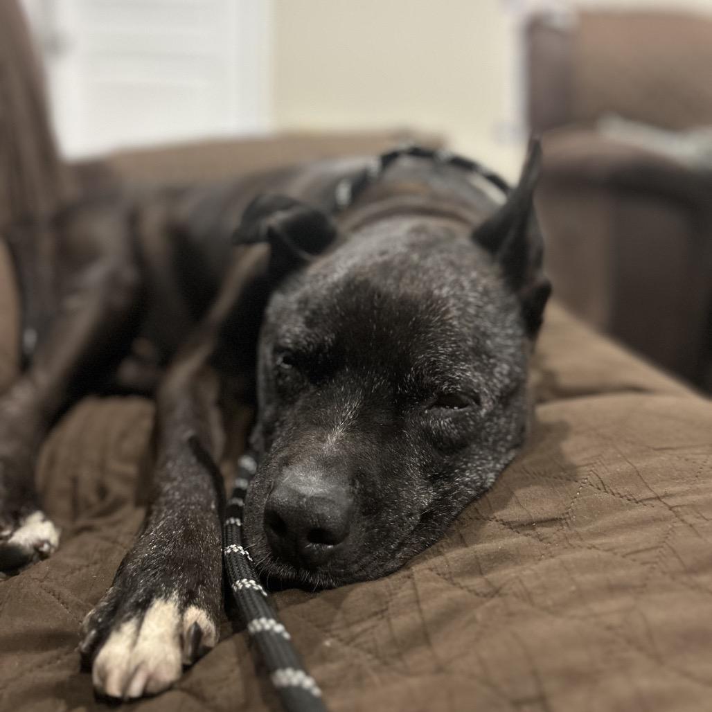 Enlarge Gus, a Adoptable Mixed Breed in San Francisco, CA image 3/6