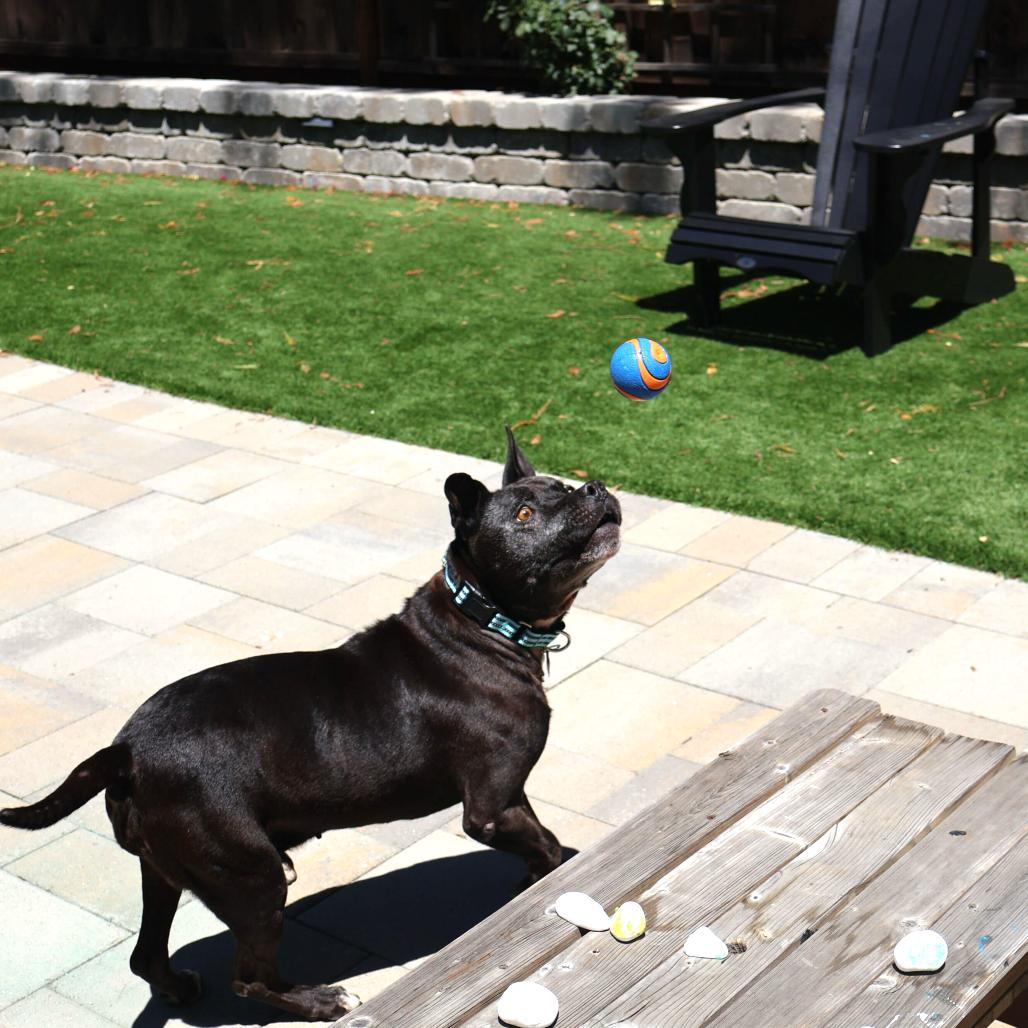 Enlarge Gus, a Adoptable Mixed Breed in San Francisco, CA image 4/6