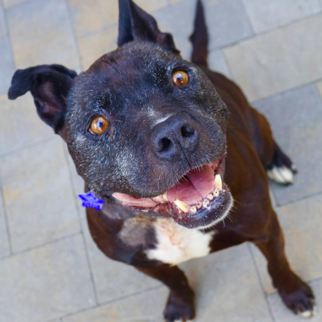 Enlarge Gus, a Adoptable Mixed Breed in San Francisco, CA image 5/6