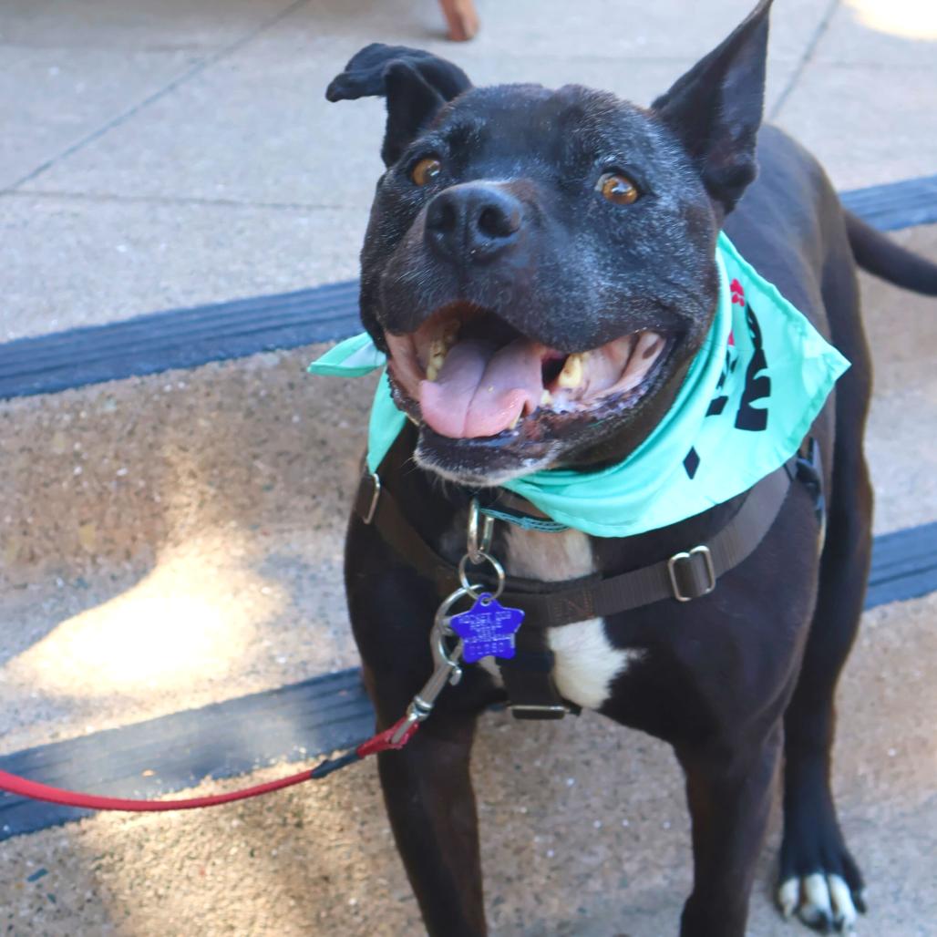 Enlarge Gus, a Adoptable Mixed Breed in San Francisco, CA image 6/6