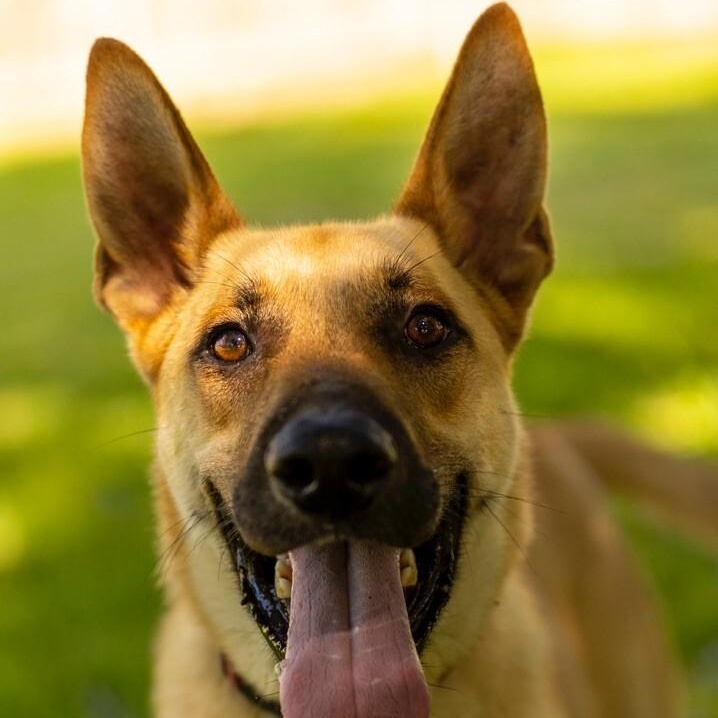 Calhoun English — thumbnail 5