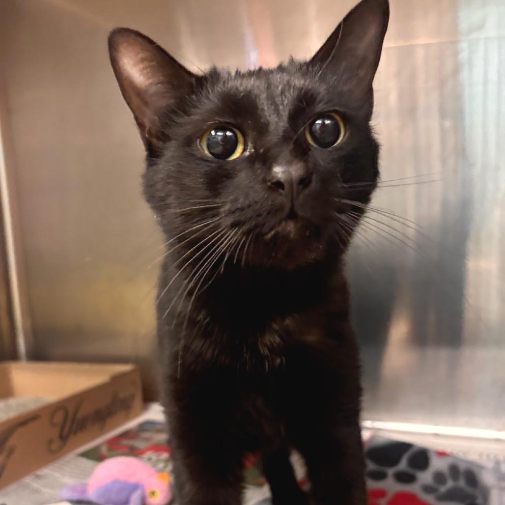 Enlarge Matilda - Petsmart Belleville, a Adoptable Domestic Short Hair in Belleville, IL image 1/2