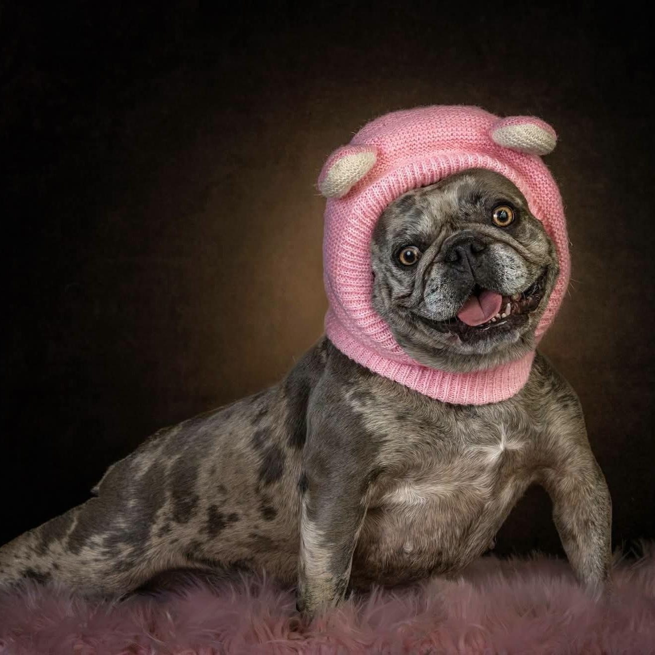 Winnie, Adoptable, Adult Female French Bulldog.