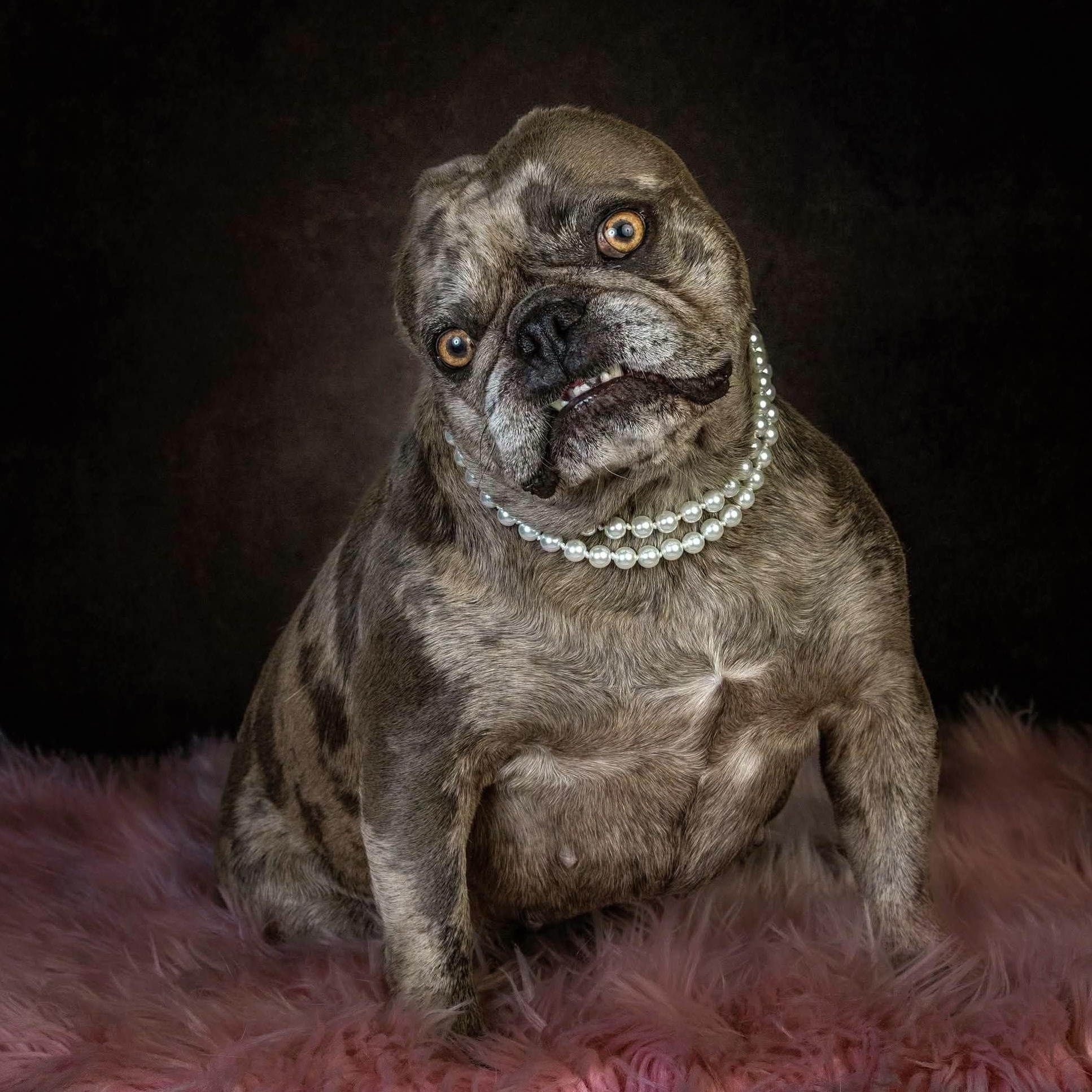 Enlarge Winnie, a Adoptable French Bulldog in Concord, CA image 2/3