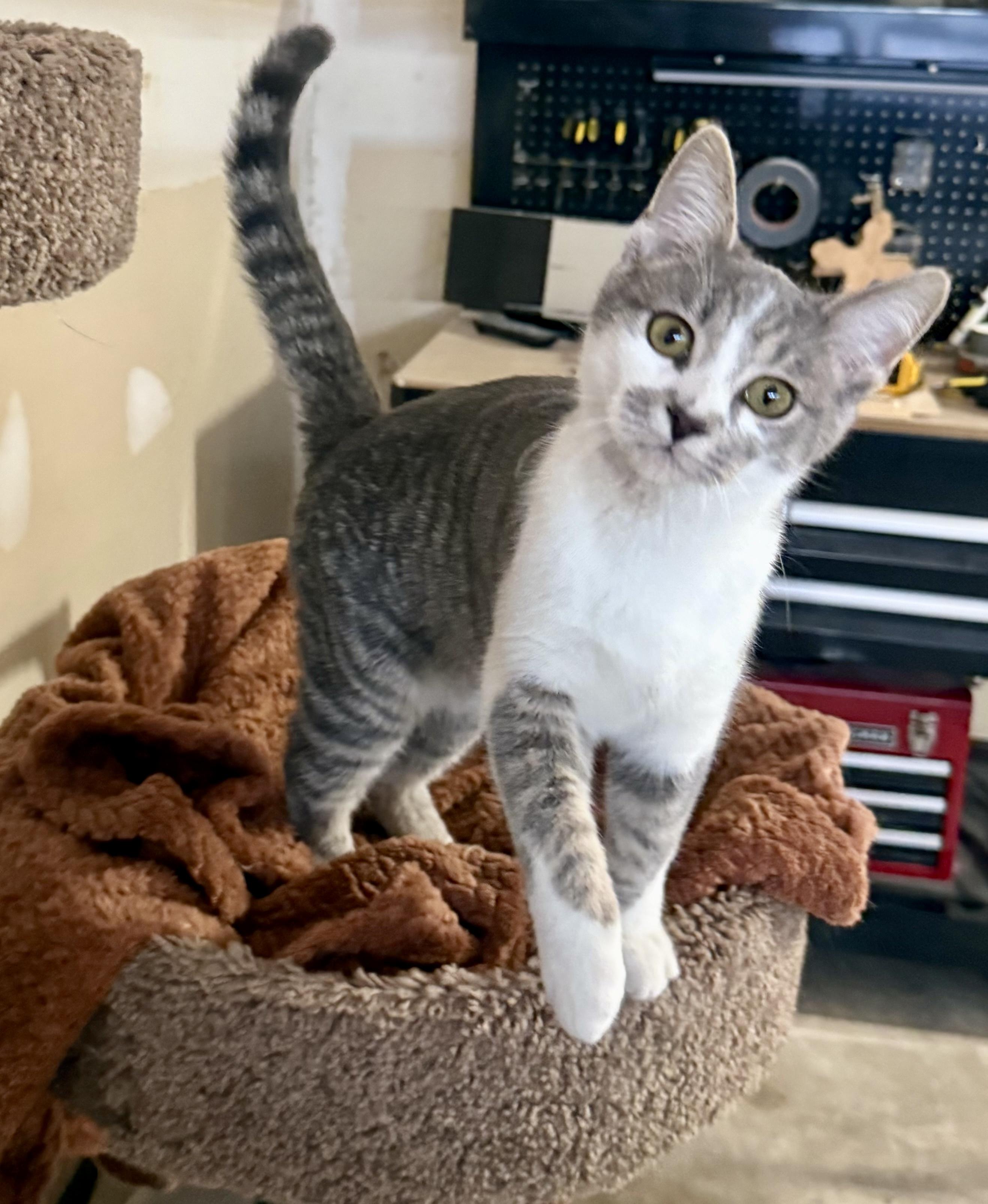 Bixby, an adoption pending Tabby in Pickerington, OH image 1/3