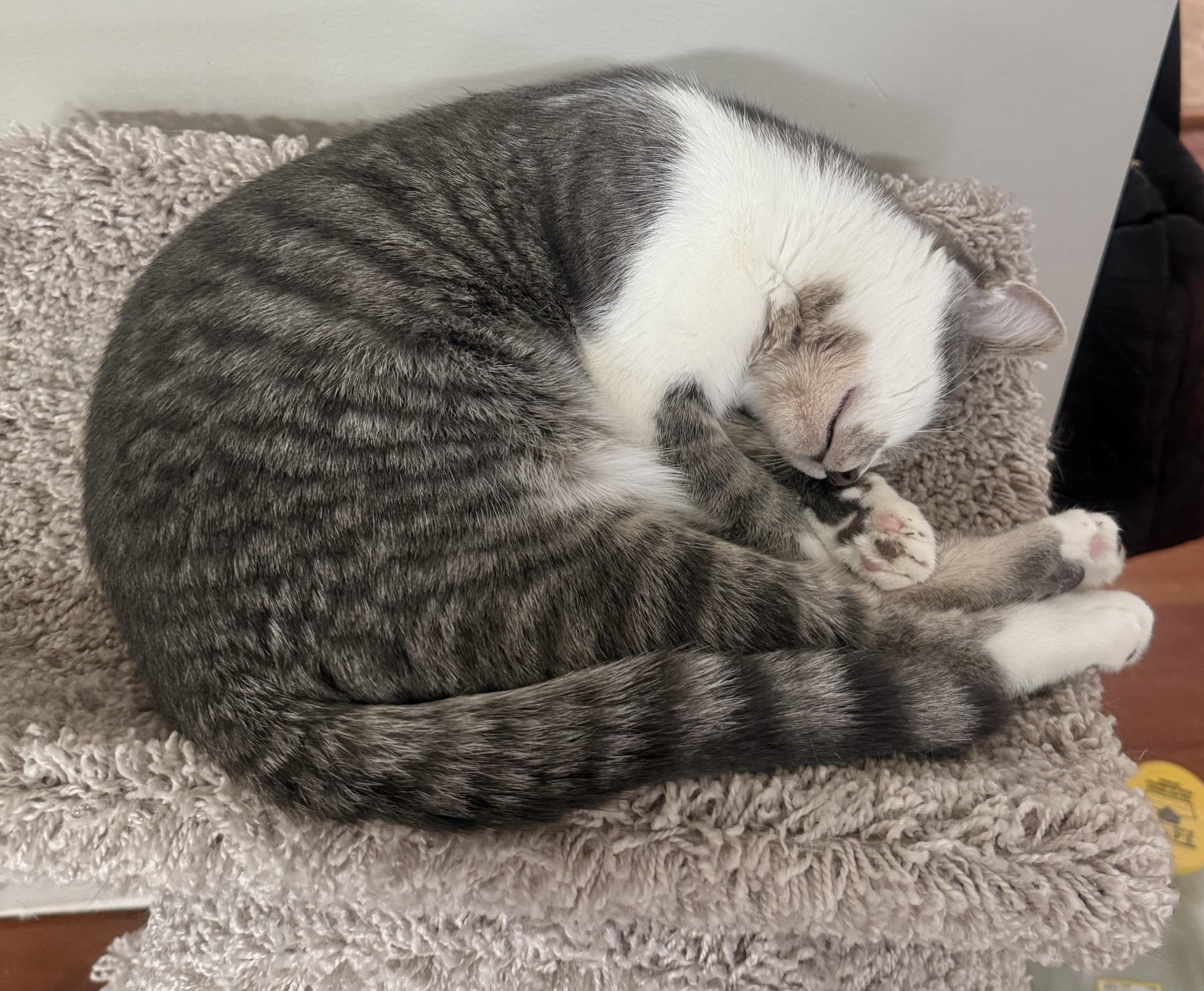 Bixby, an adoption pending Tabby in Pickerington, OH image 2/3