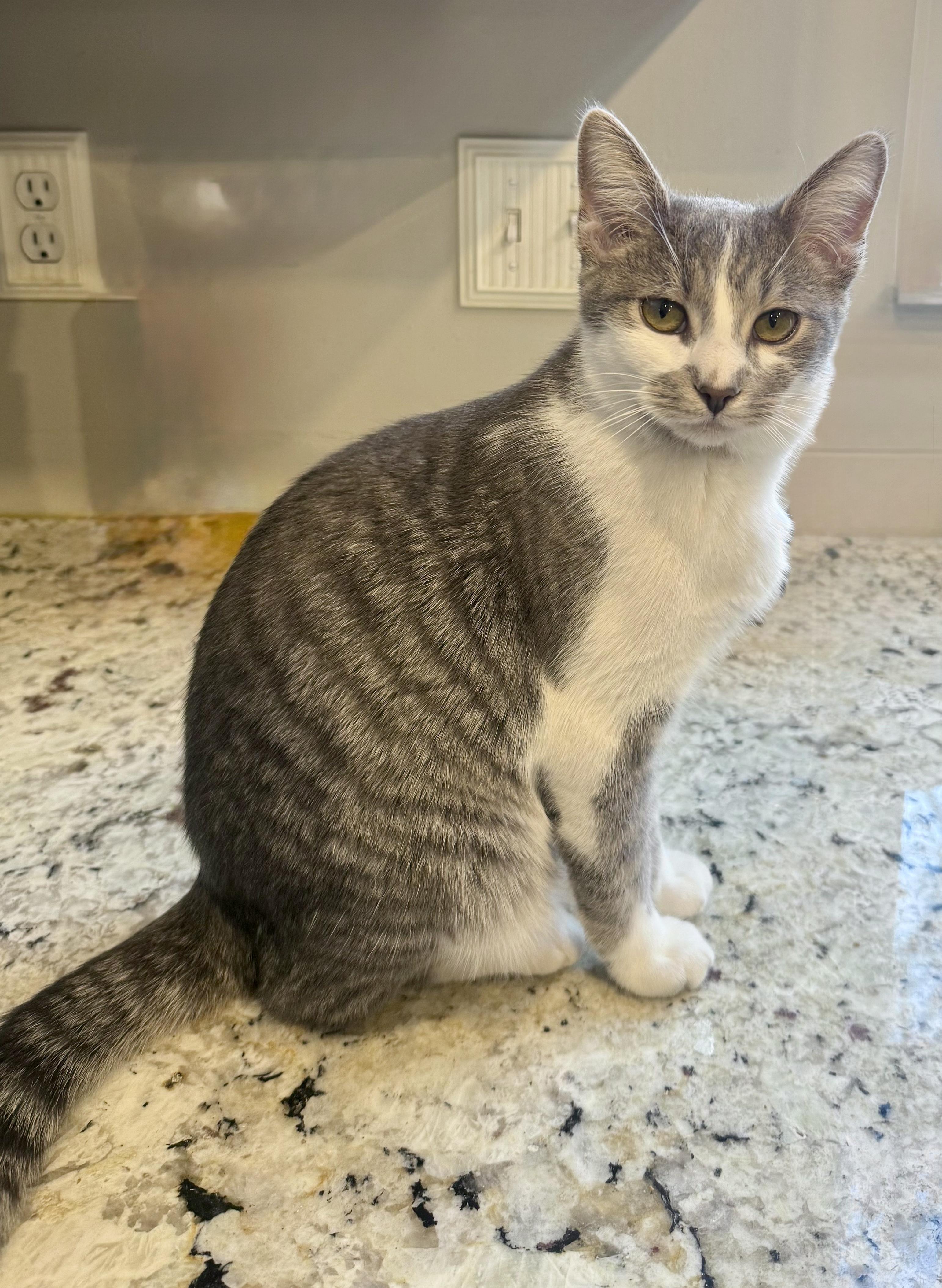 Bixby, an adoption pending Tabby in Pickerington, OH image 3/3