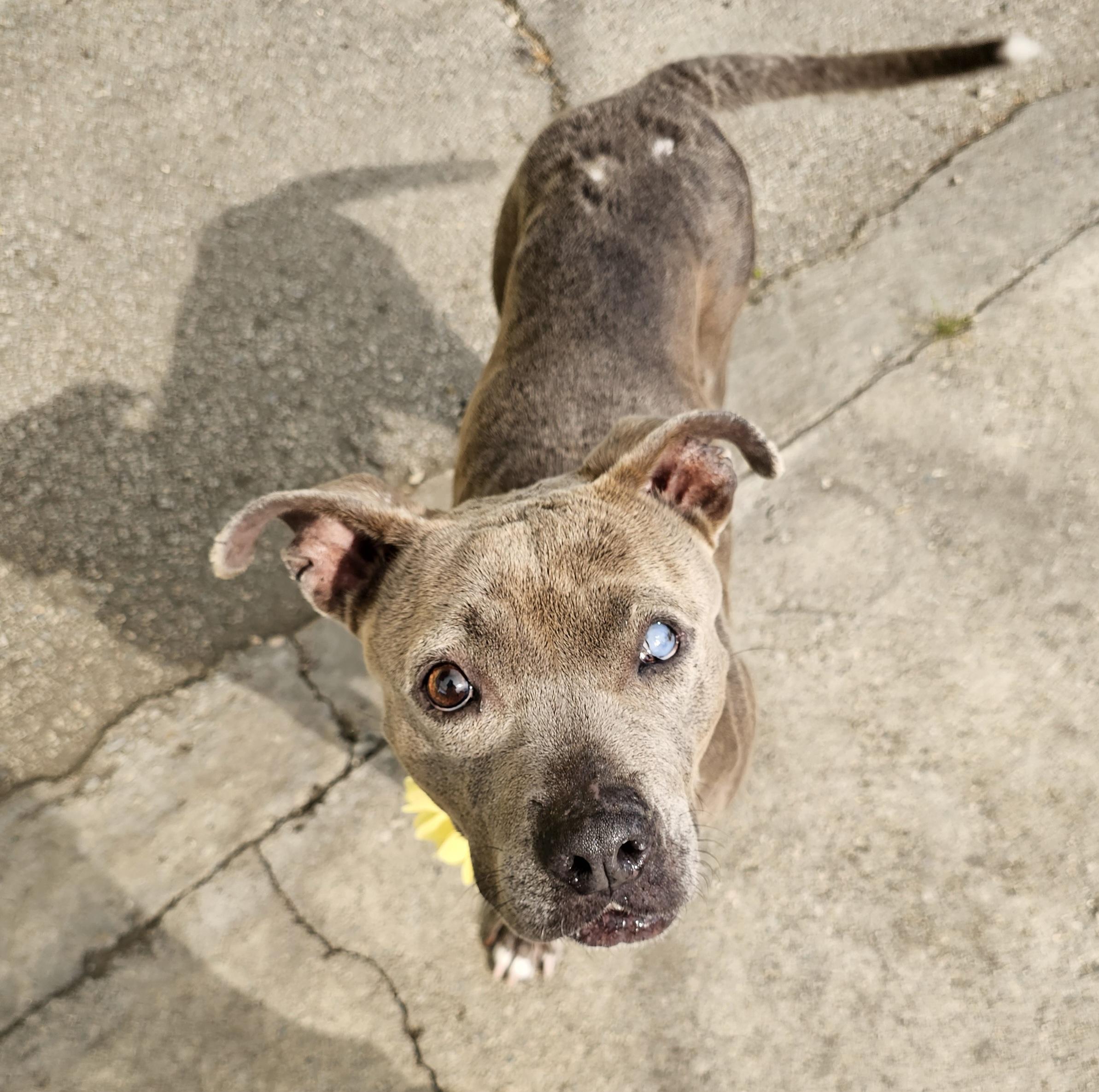 Skylar, a Adoptable Pit Bull Terrier in Brea, CA image 1/5