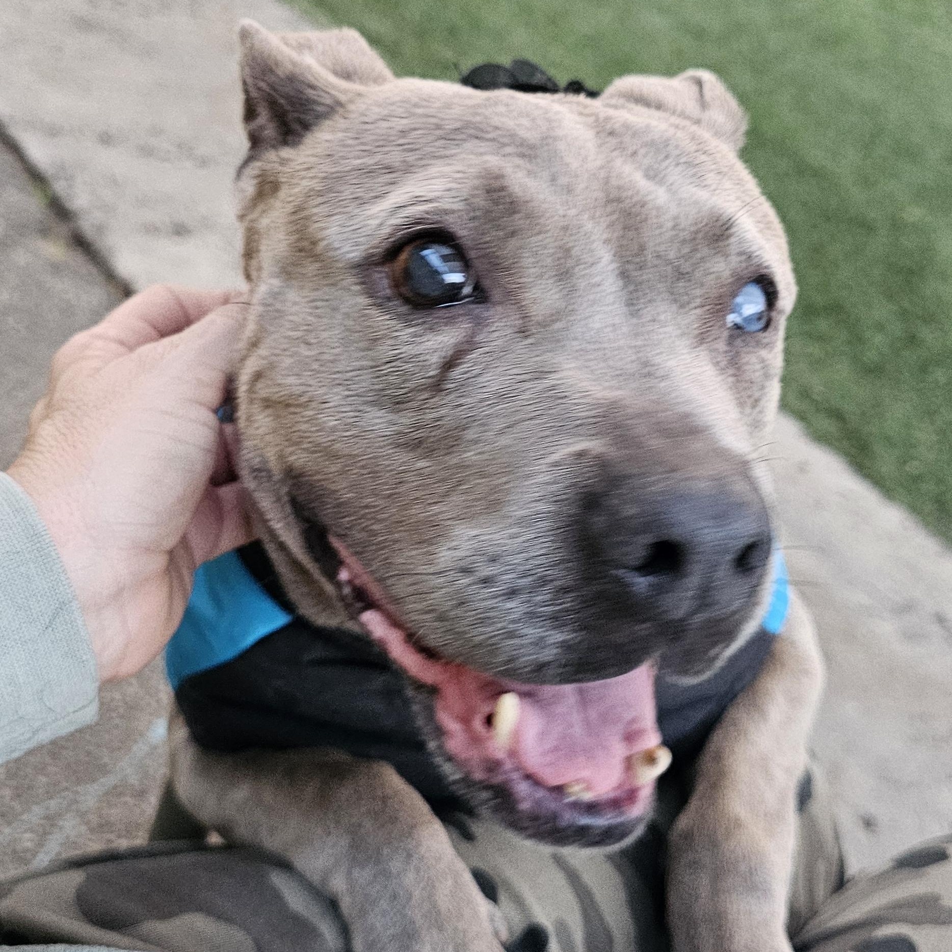 Skylar, a Adoptable Pit Bull Terrier in Brea, CA image 3/5