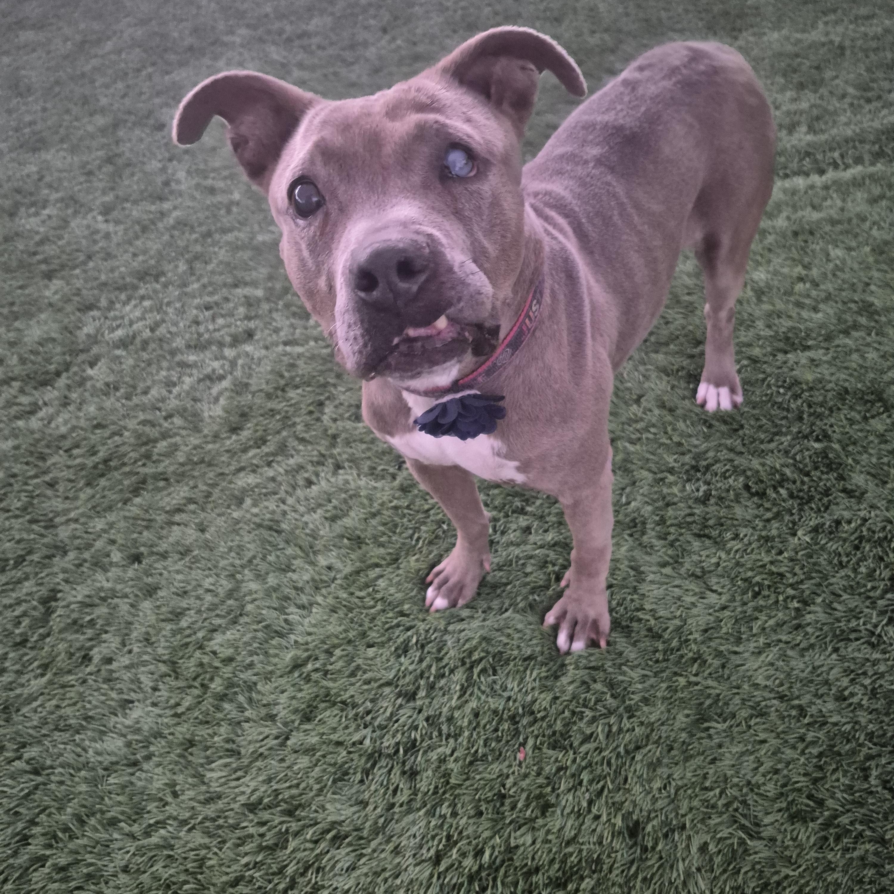 Skylar, a Adoptable Pit Bull Terrier in Brea, CA image 2/5