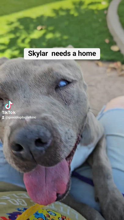 Enlarge Skylar, a Adoptable Pit Bull Terrier in Brea, CA video 4/5
